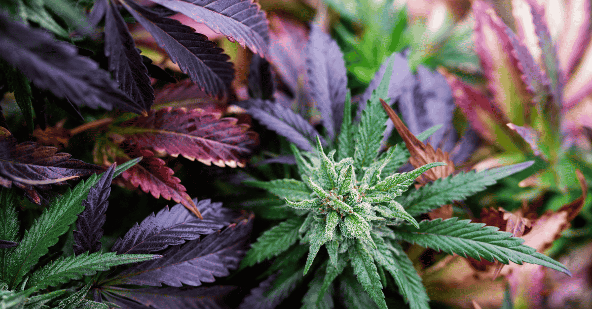 Marijuana Grow Room Set up by Pure n Natural Marijuana Grow Room Set up by Pure n Natural