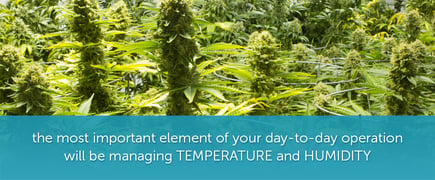 Cannabis grow room humidity