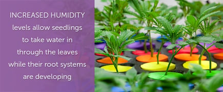 Humidity for growing weed indoors
